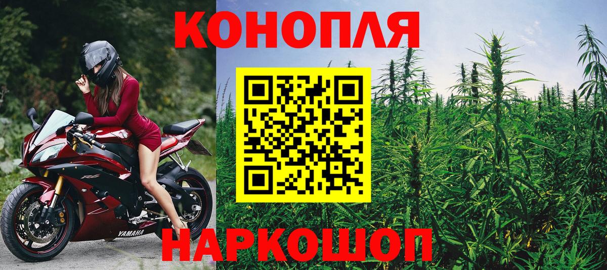 Бошки Шишки планчик Дмитров